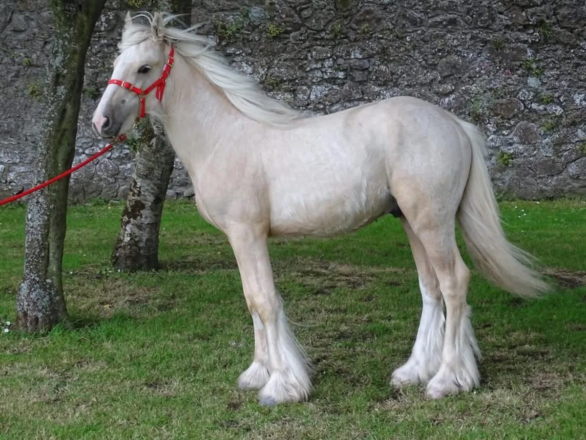 Proper 11 month old colt - Image 3