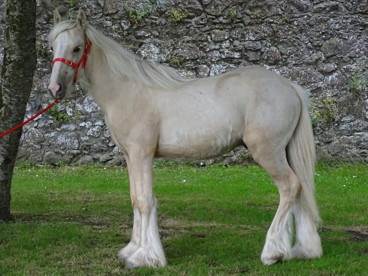 Proper 11 month old colt - Image 4