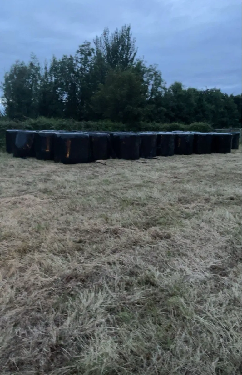 Bales of silage - Image 2
