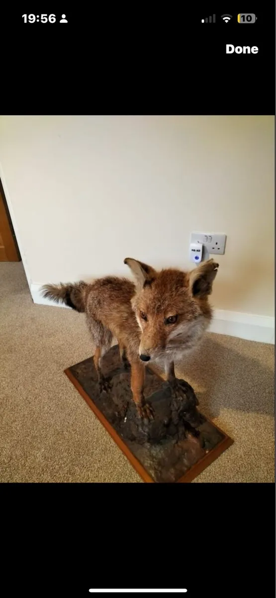 Taxidermy fox - Image 1