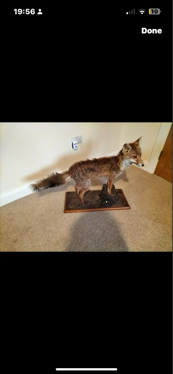 Taxidermy fox - Image 2