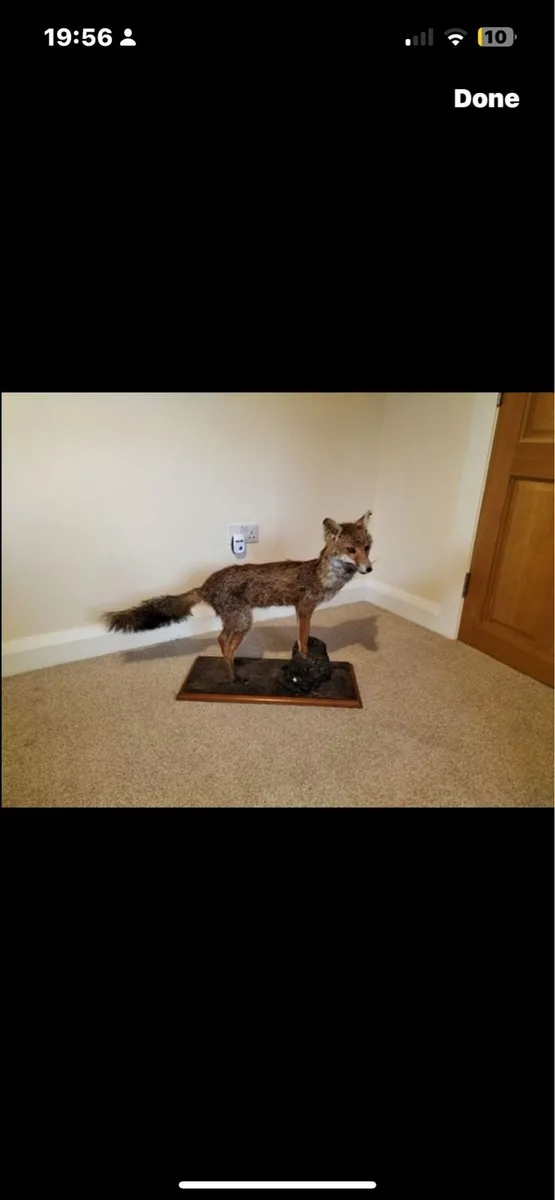 Taxidermy fox - Image 3