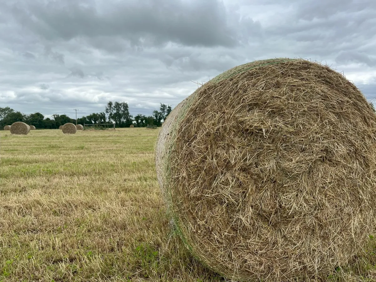 New Hay & Haylage - 1st Crop - Image 3