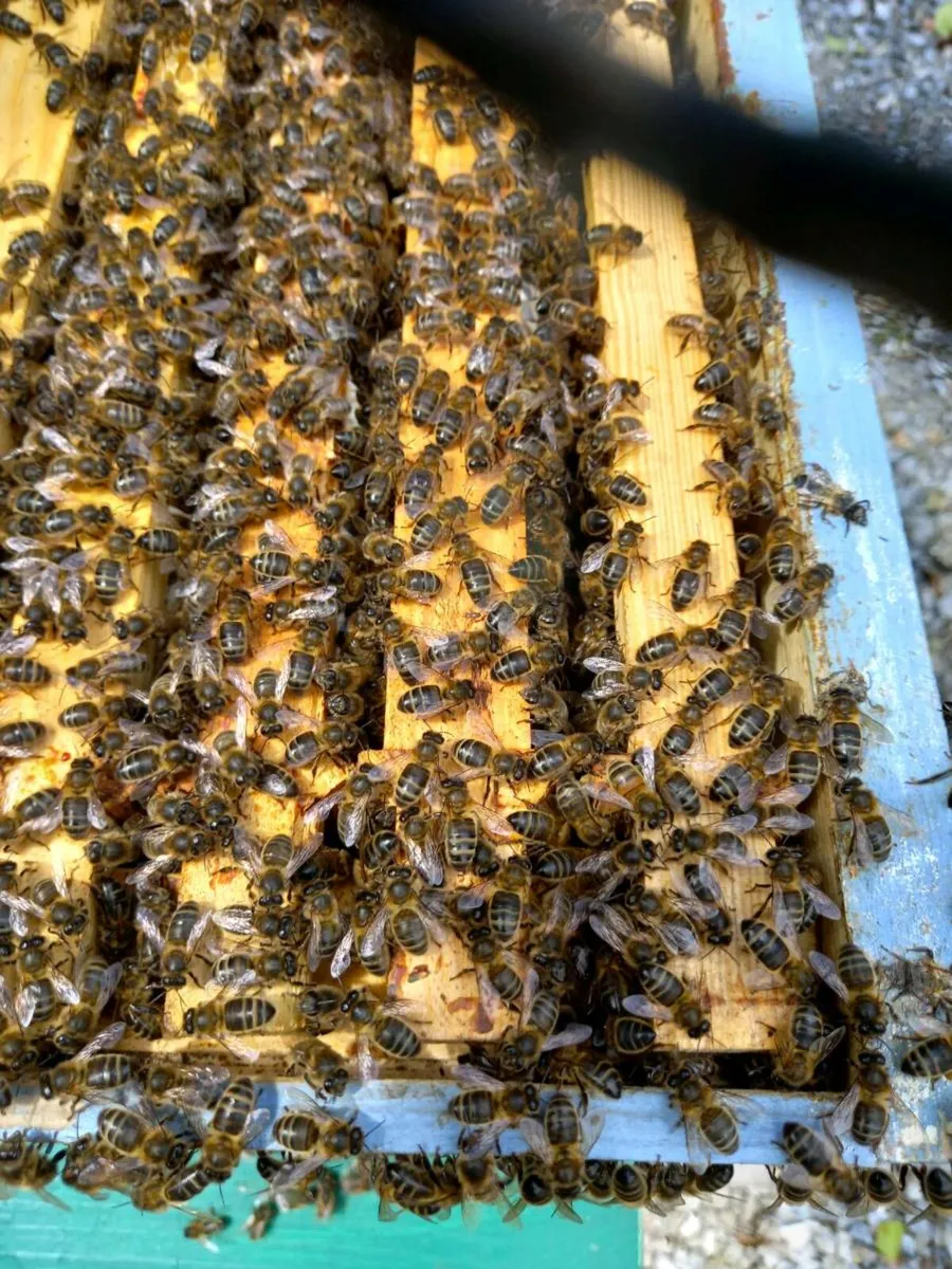 Nucs and swarms of bees - Image 1