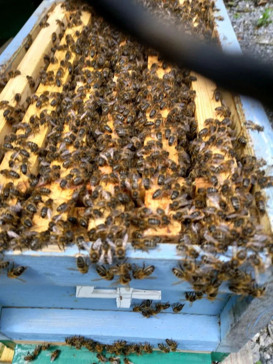 Nucs and swarms of bees - Image 2