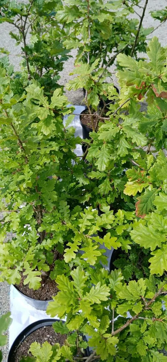 Oak trees in pots - Image 1
