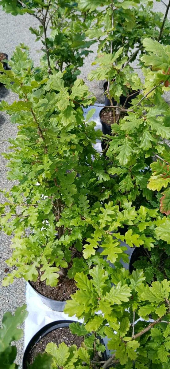 Oak trees in pots - Image 2
