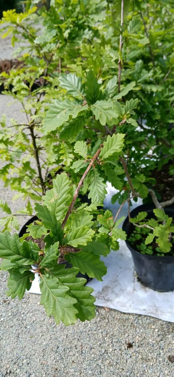 Oak trees in pots - Image 3