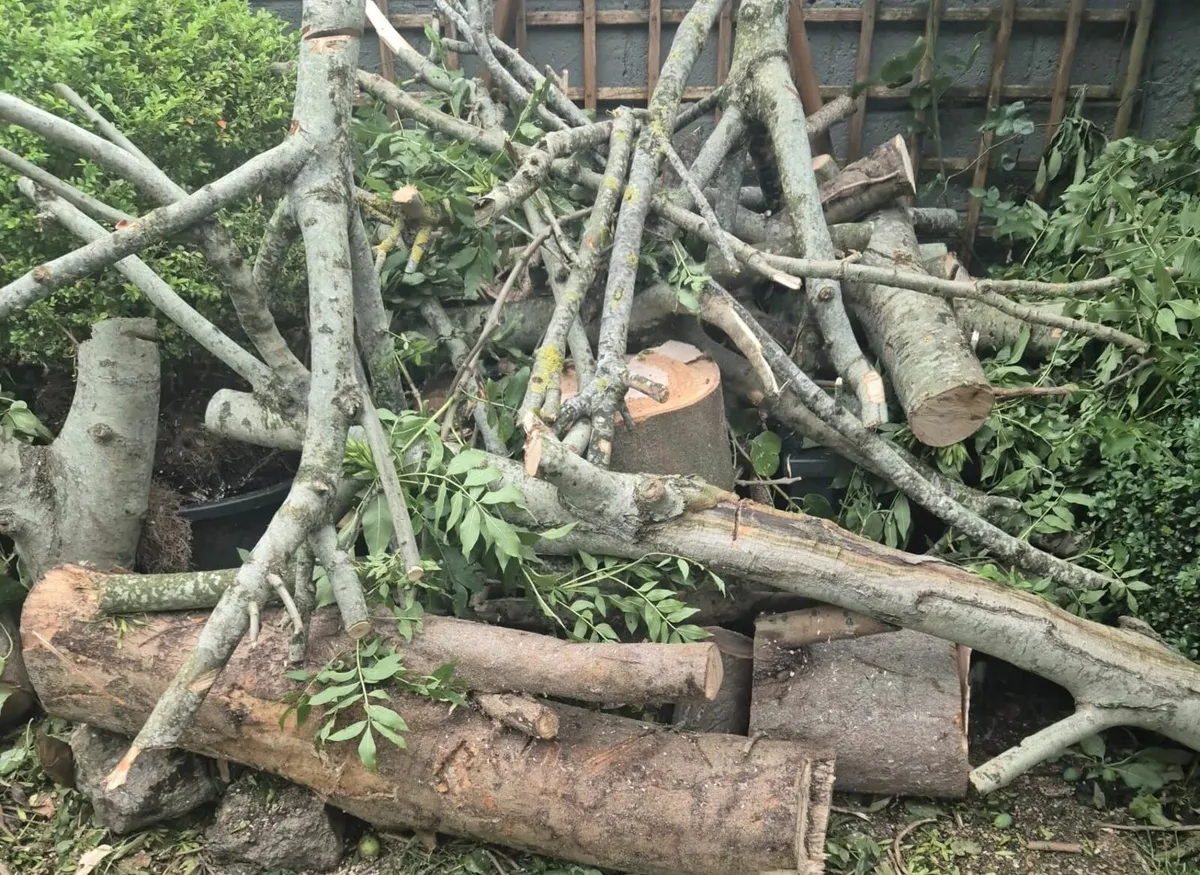 Ash for furniture / firewood - Image 2