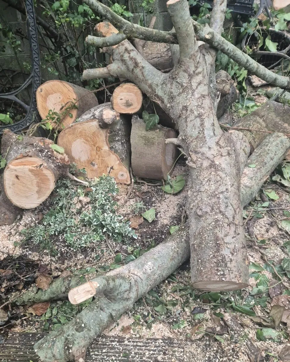 Ash for furniture / firewood - Image 1