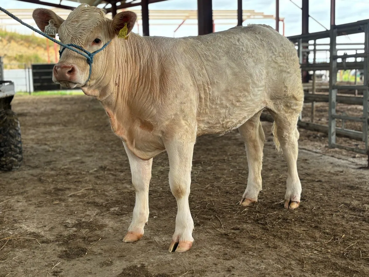 💥Show Ready Pedigree Charolais Heifer💥 - Image 1