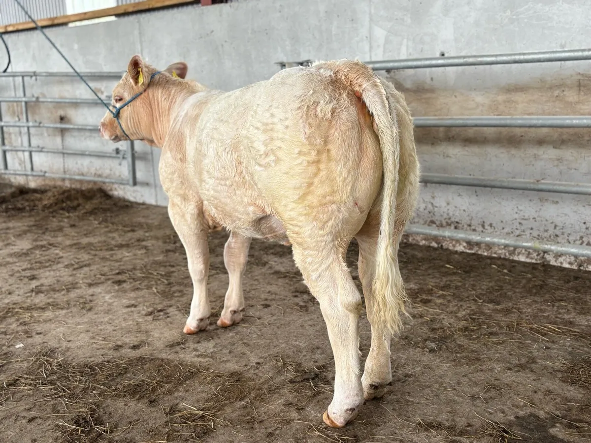 💥Show Ready Pedigree Charolais Heifer💥 - Image 2