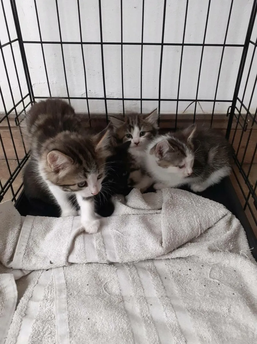 Kittens - Image 2