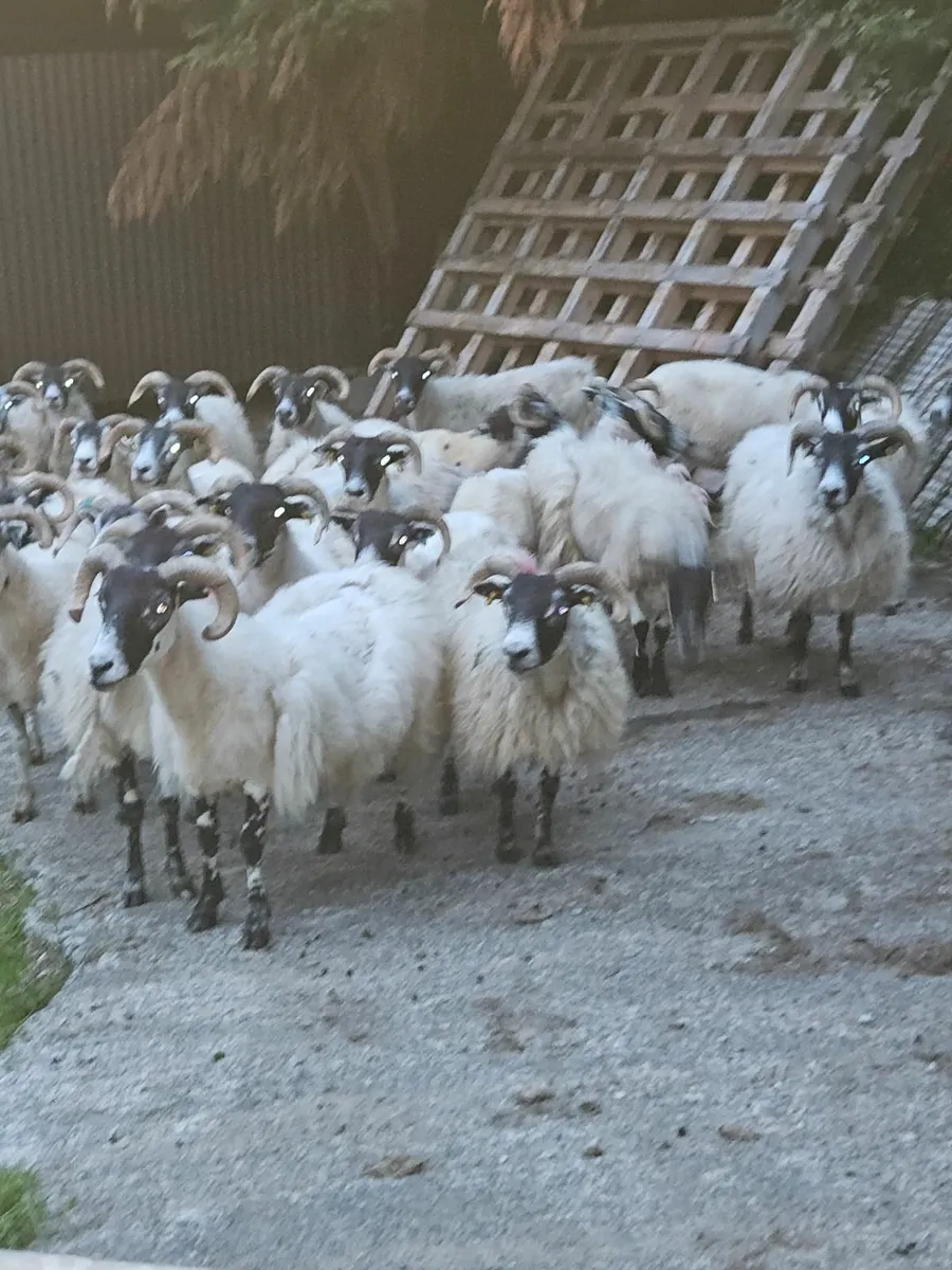 Lanark ewes - Image 1