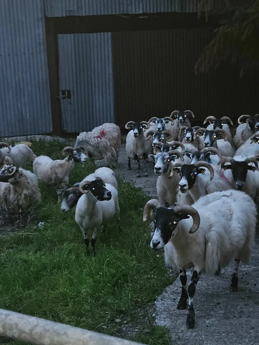 Lanark ewes - Image 2