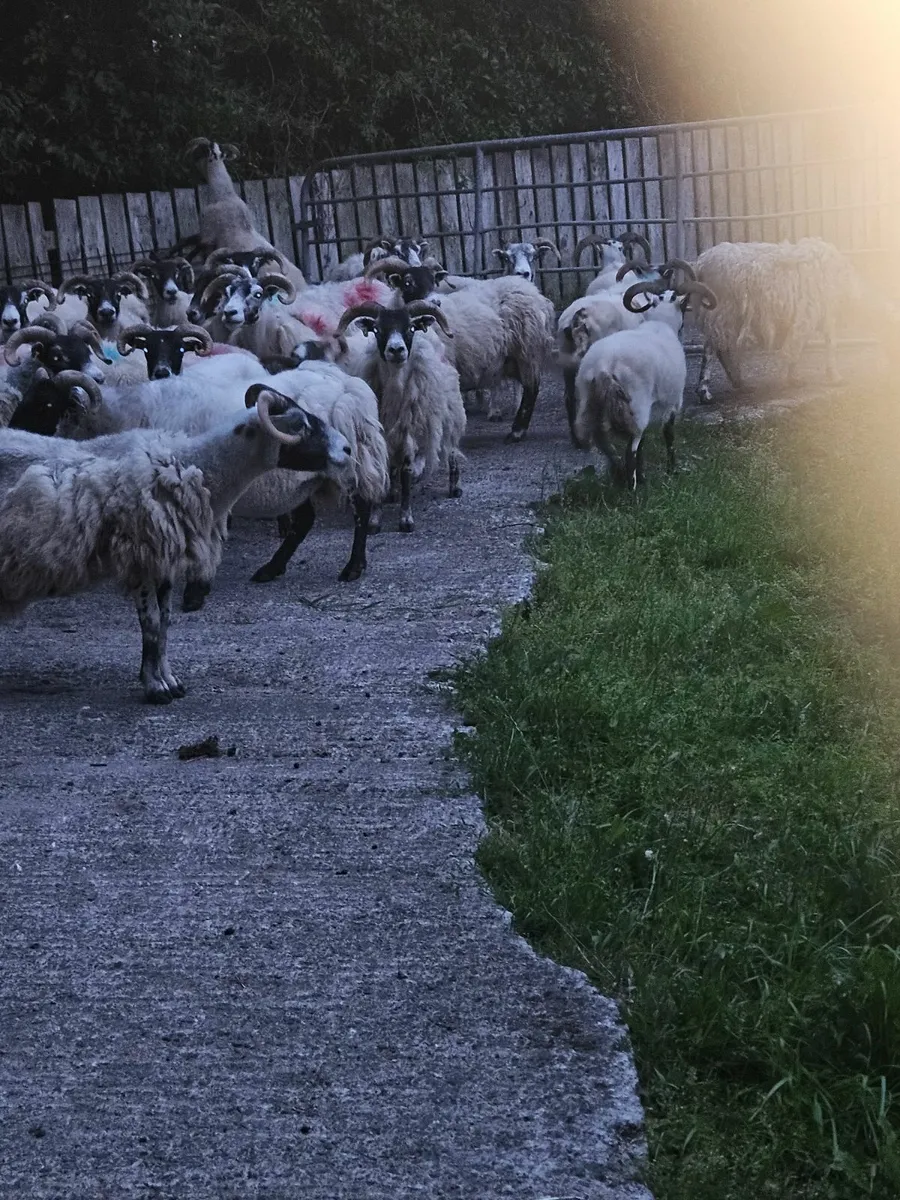 Lanark ewes - Image 3