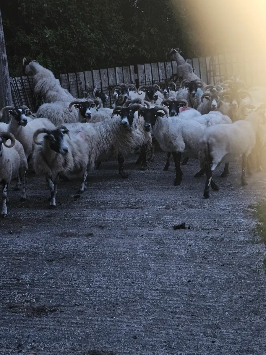 Lanark ewes - Image 4
