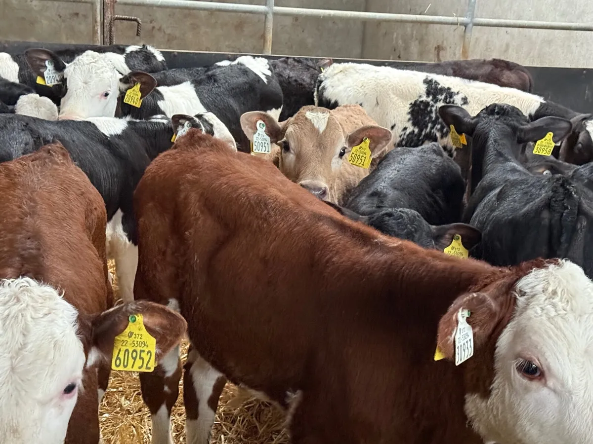 16 REARED HEREFORD BULL CALVES ( HOMEBRED) - Image 1