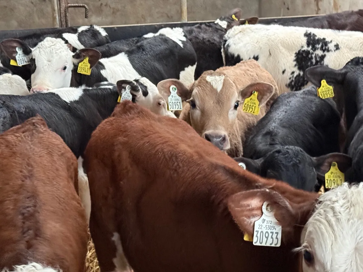 16 REARED HEREFORD BULL CALVES ( HOMEBRED) - Image 2