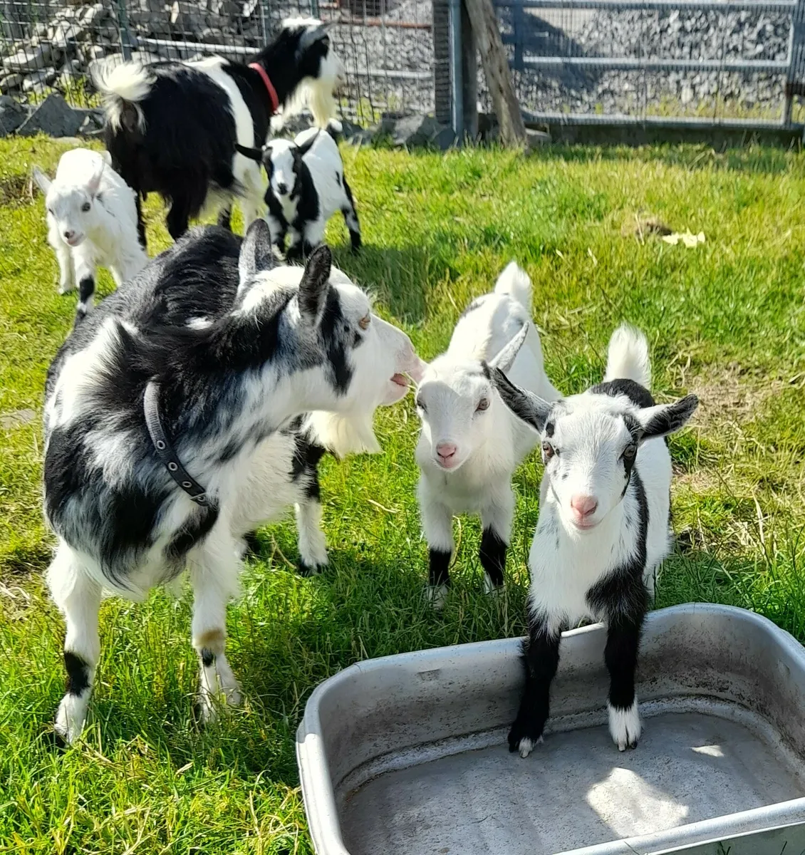 Pure bred pygmy Goats dehorned - Image 1