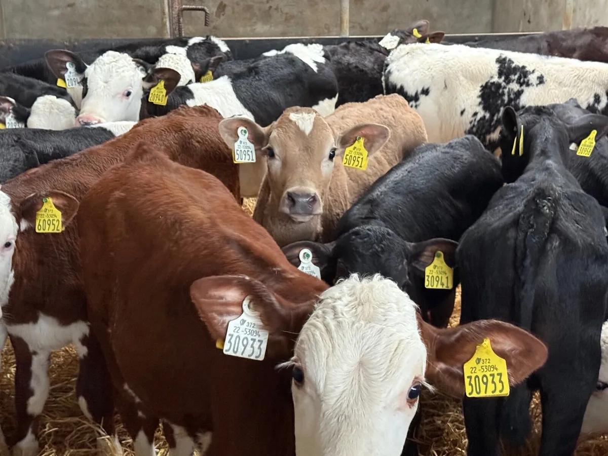 16 REARED HEREFORD BULL CALVES ( HOMEBRED) - Image 3