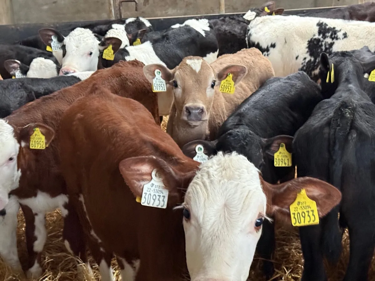 16 REARED HEREFORD BULL CALVES ( HOMEBRED) - Image 4