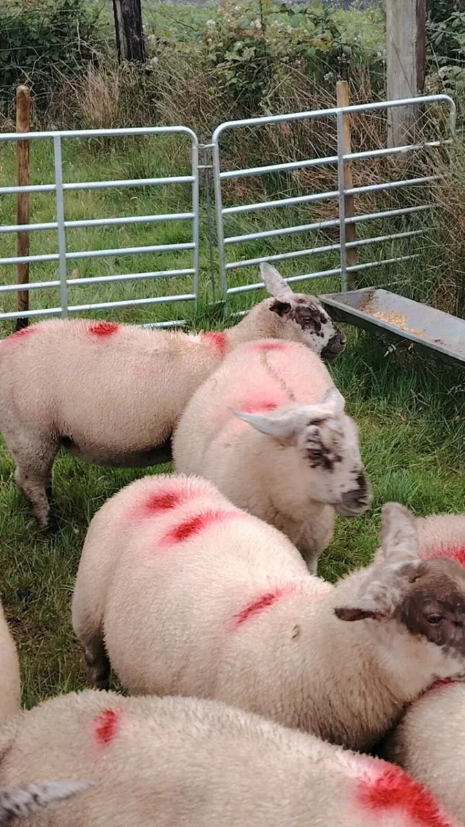 Lambs - Image 3