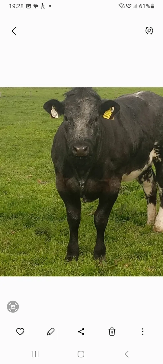 Beef cattle - Image 1