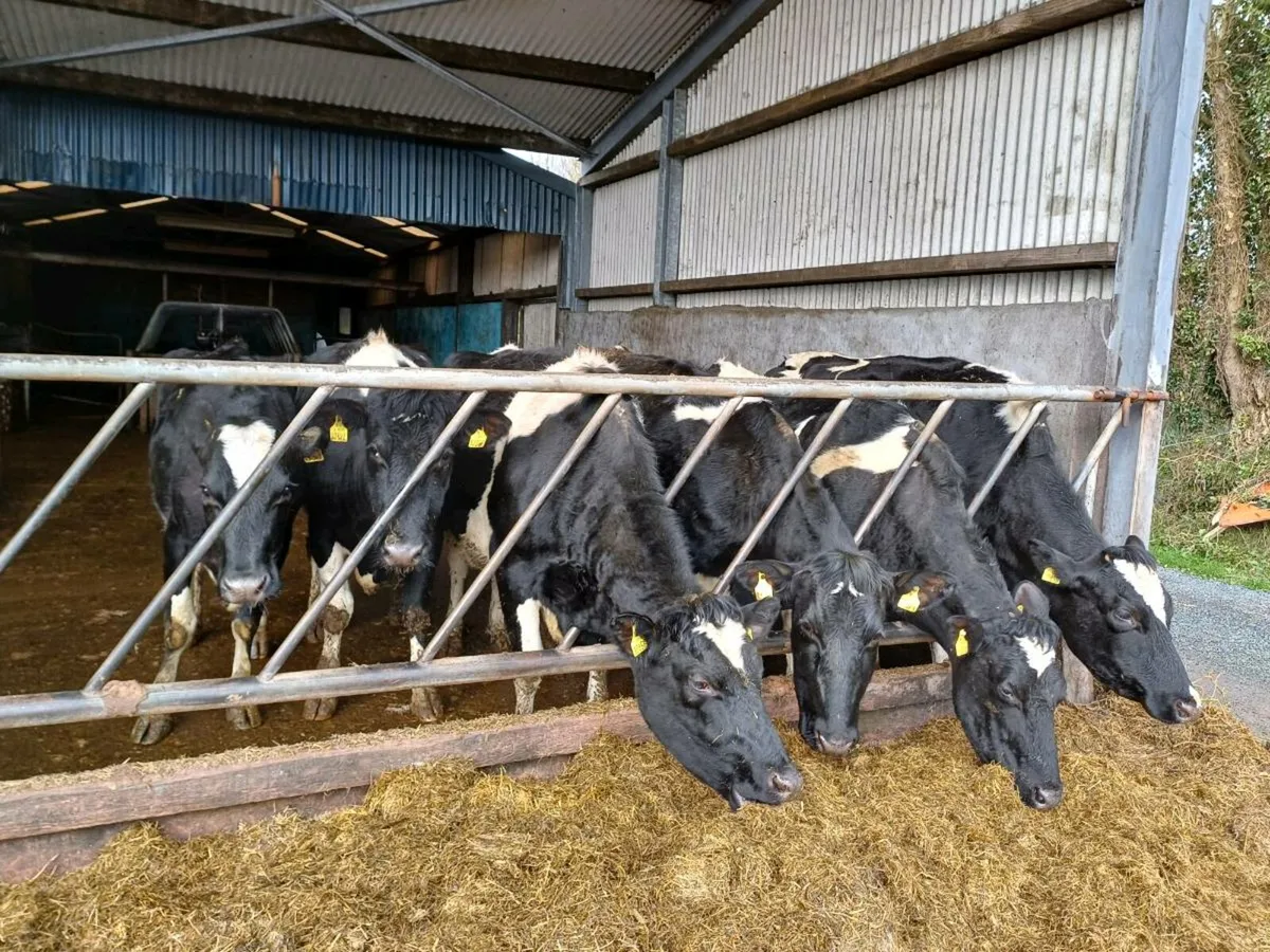 Recently calved heifer cows