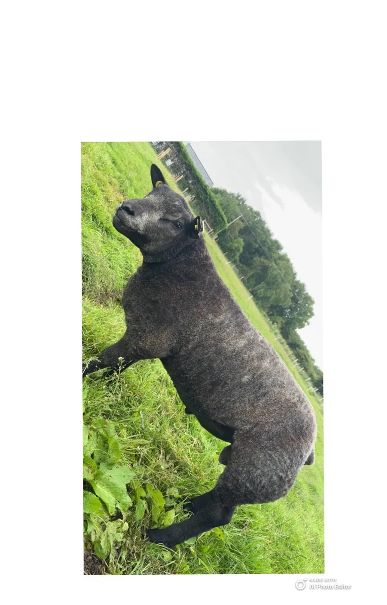 Pedigree Blue Texel Ram Lambs - Image 1