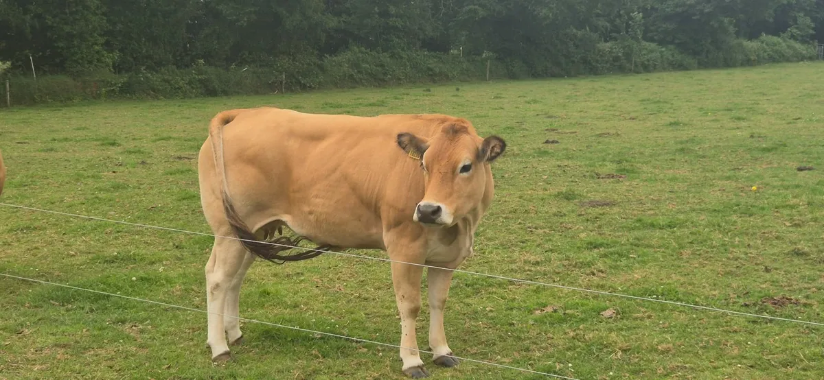 Cow - Image 1