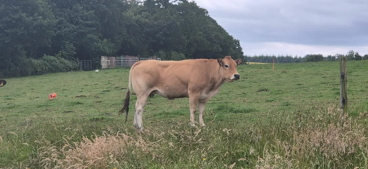 Cow - Image 2