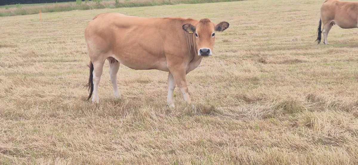 Cow - Image 3