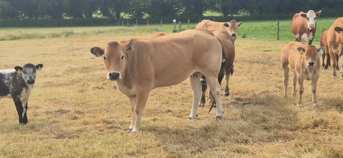 Cow - Image 4