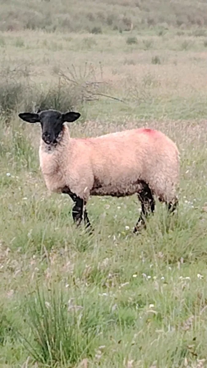 Lambs - Image 4