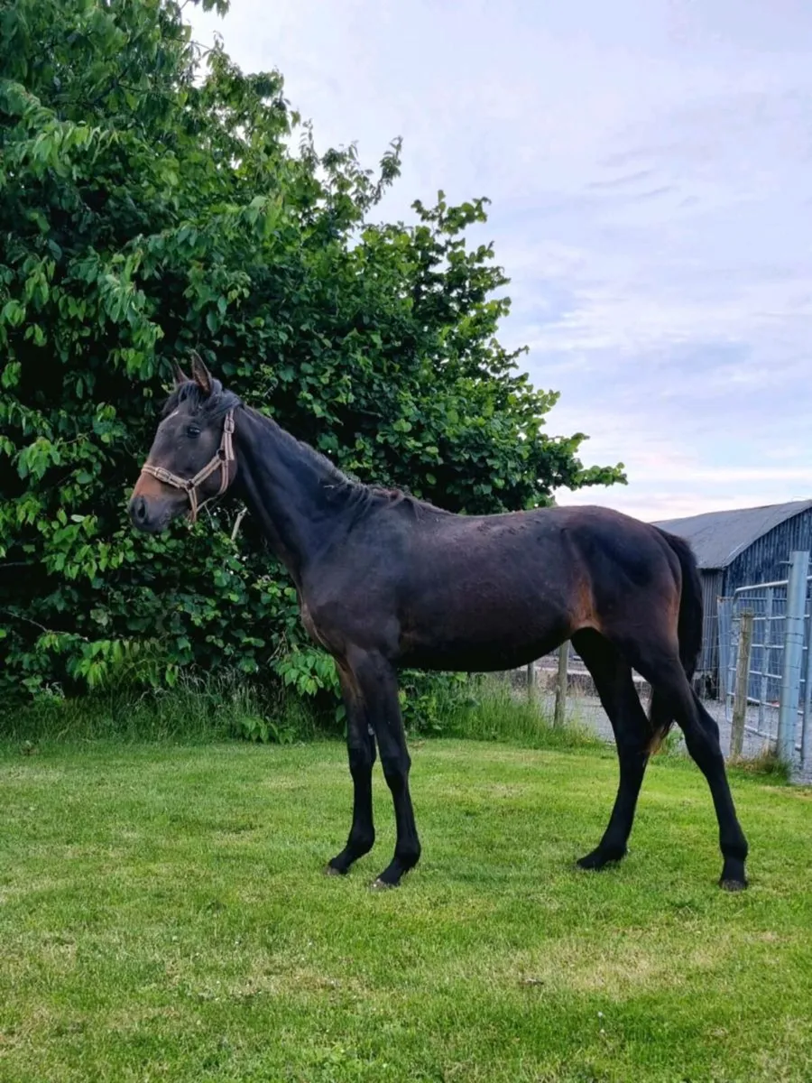 Yearling colt showjumping bred