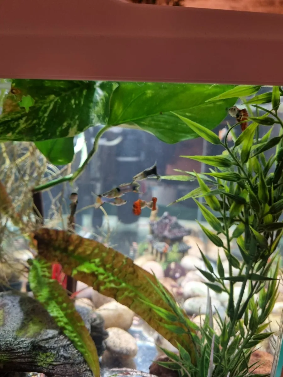 Fish Tank & Male Guppies - Image 2