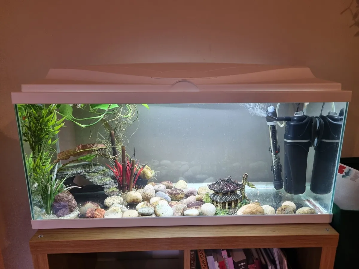 Fish Tank & Male Guppies - Image 1