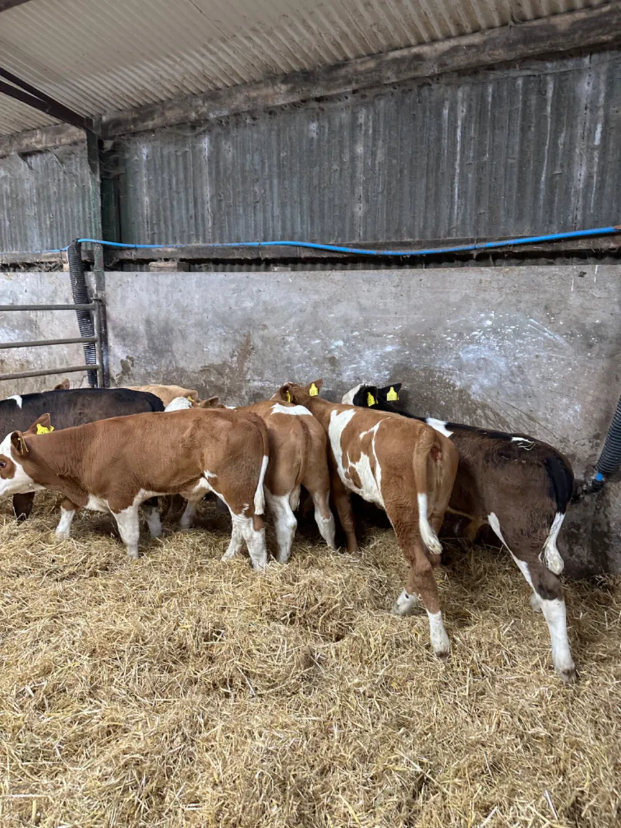 Bulls and heifers - Image 1
