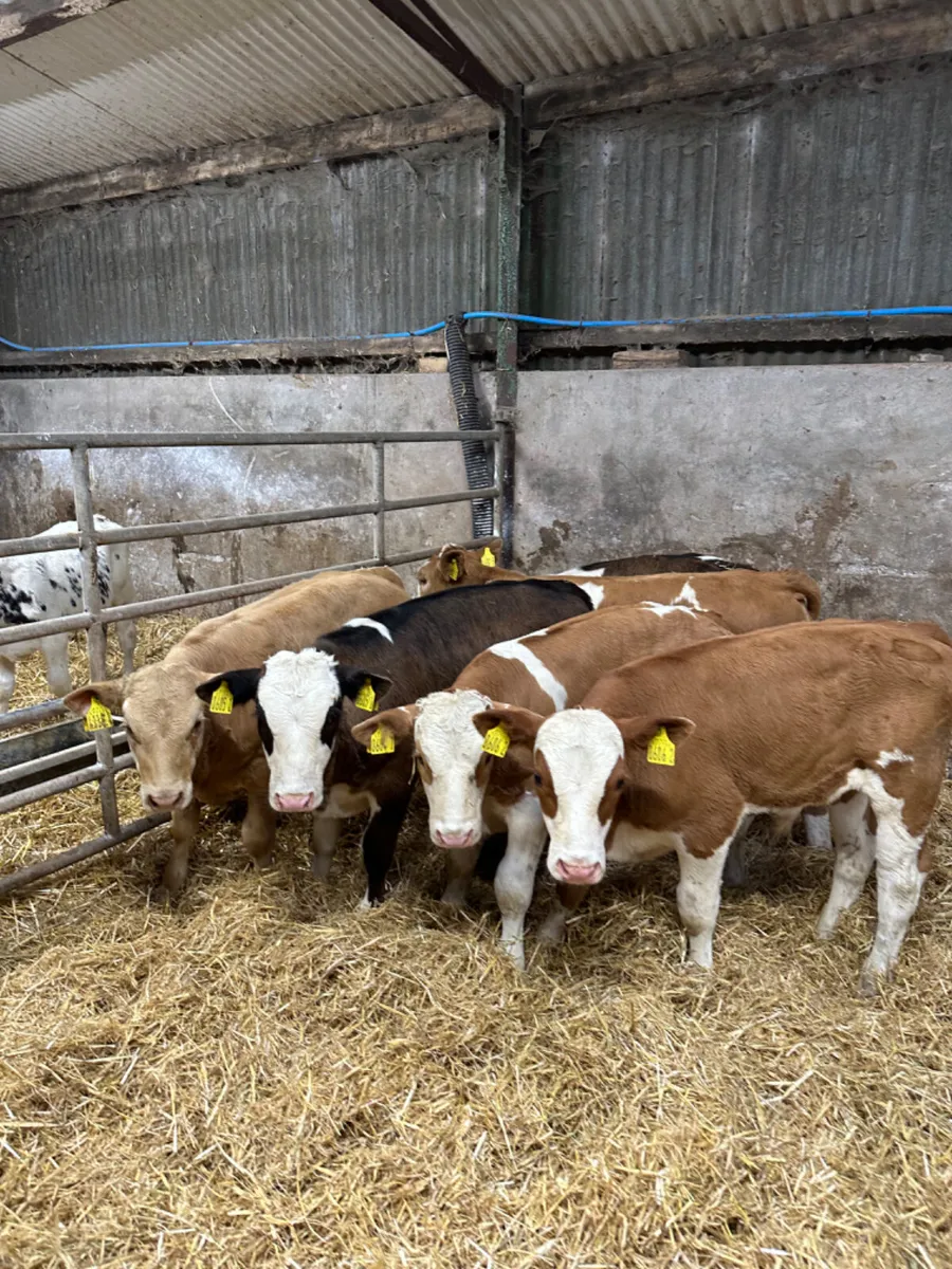 Bulls and heifers - Image 4
