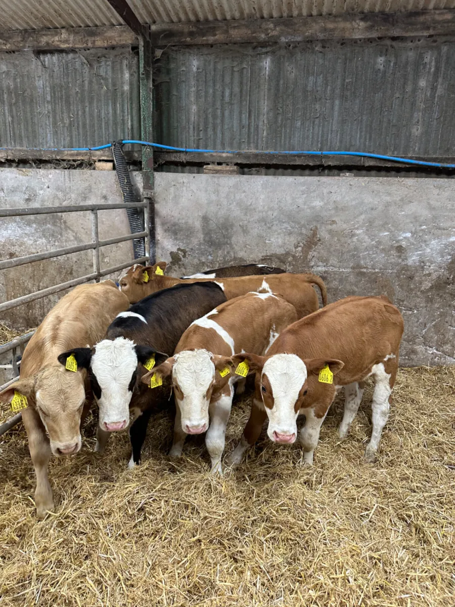 Bulls and heifers - Image 3