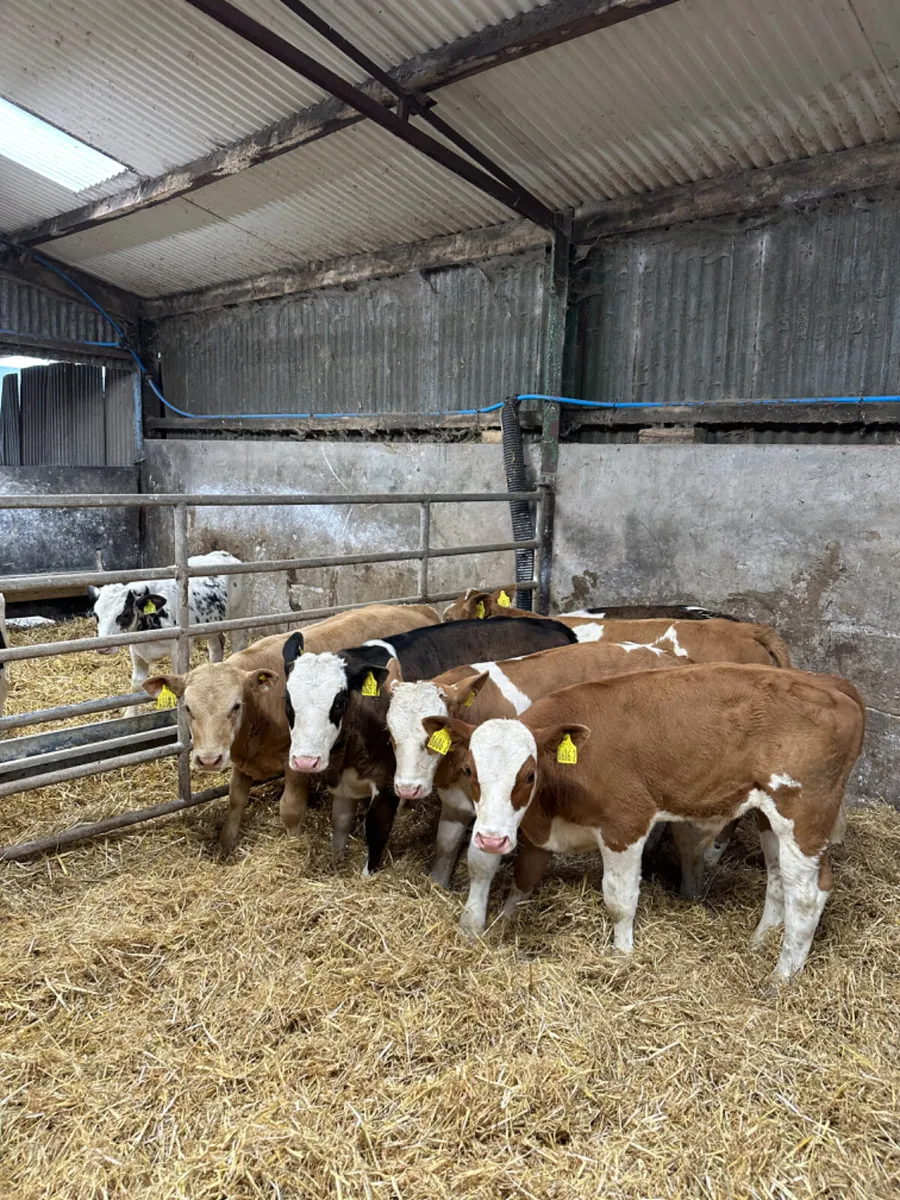 Bulls and heifers - Image 2