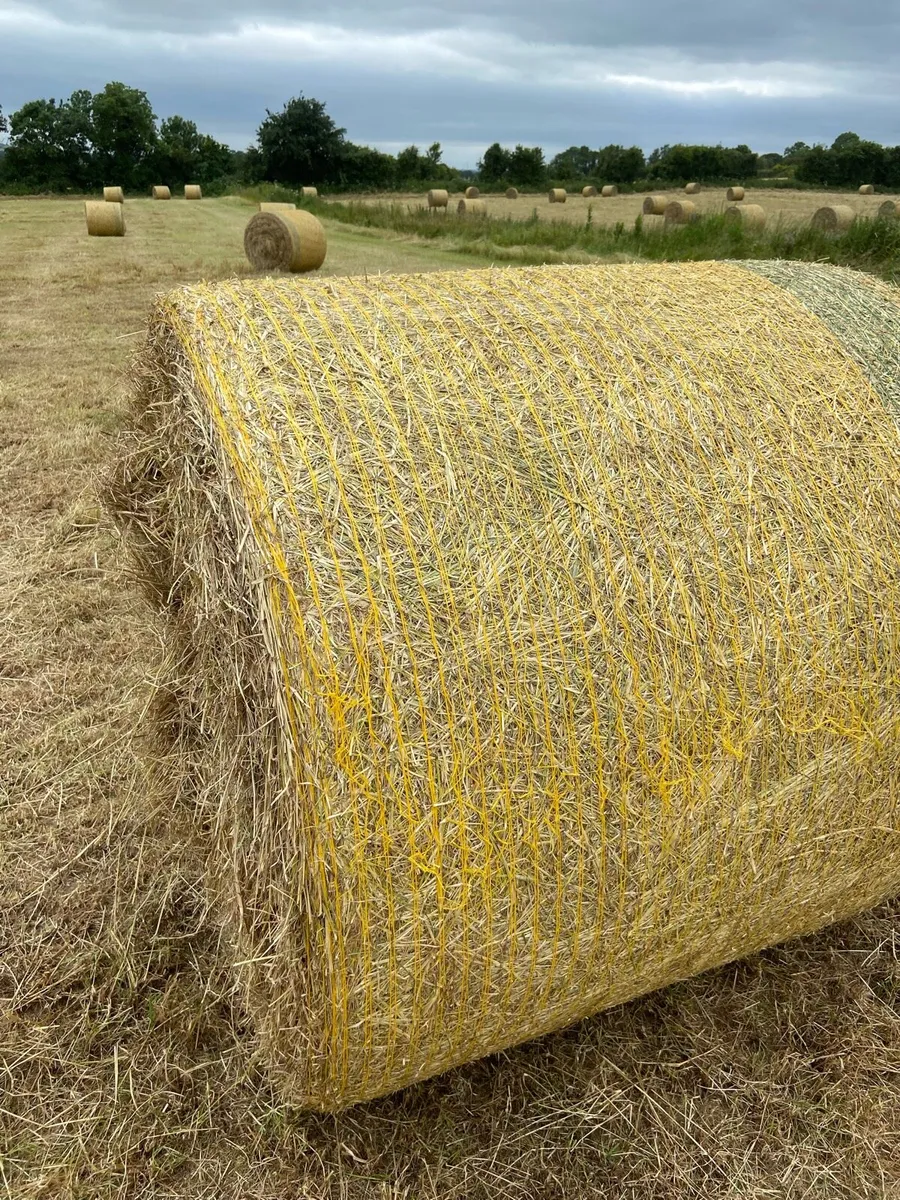 Hay - Image 1