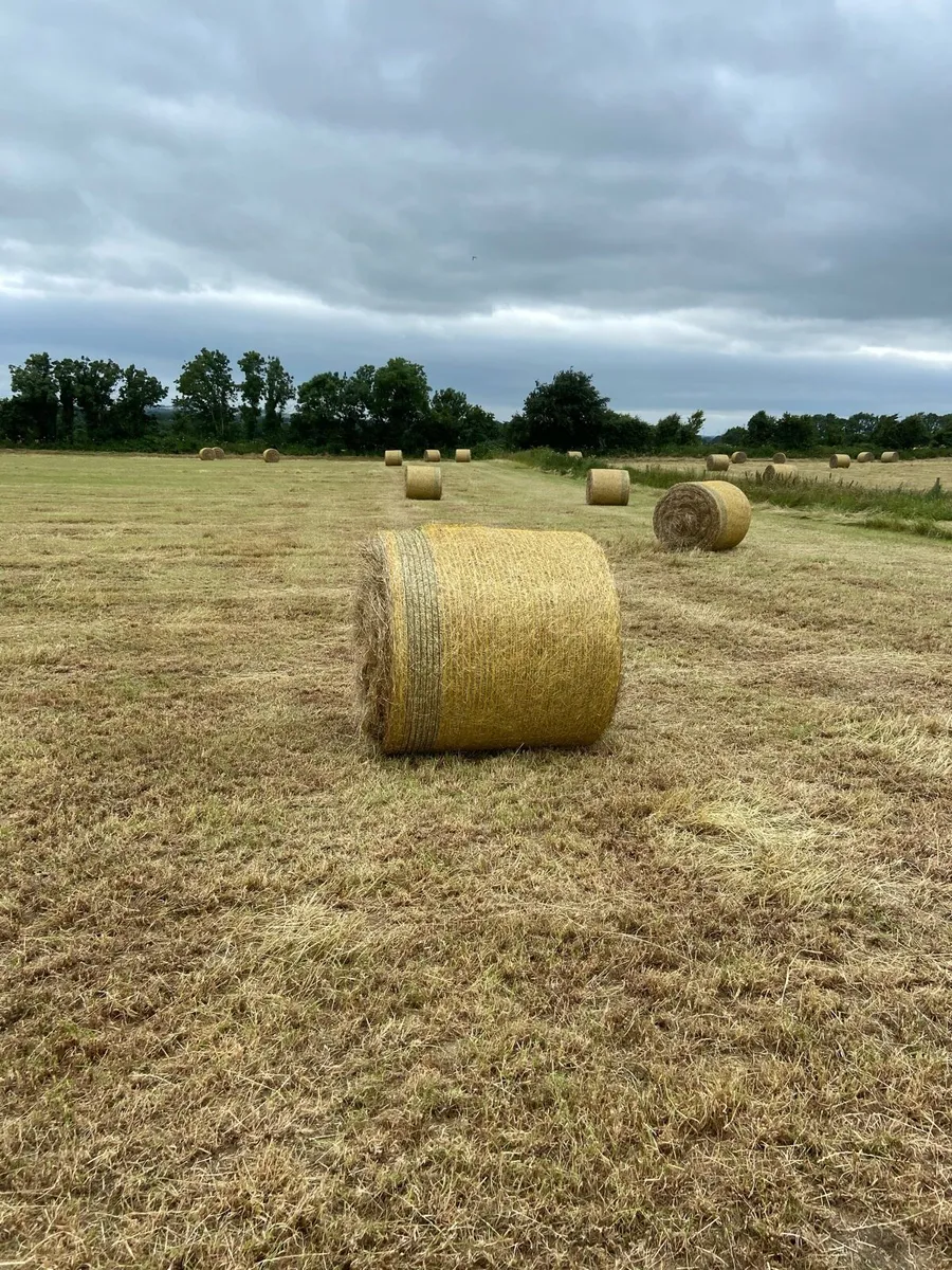 Hay - Image 2