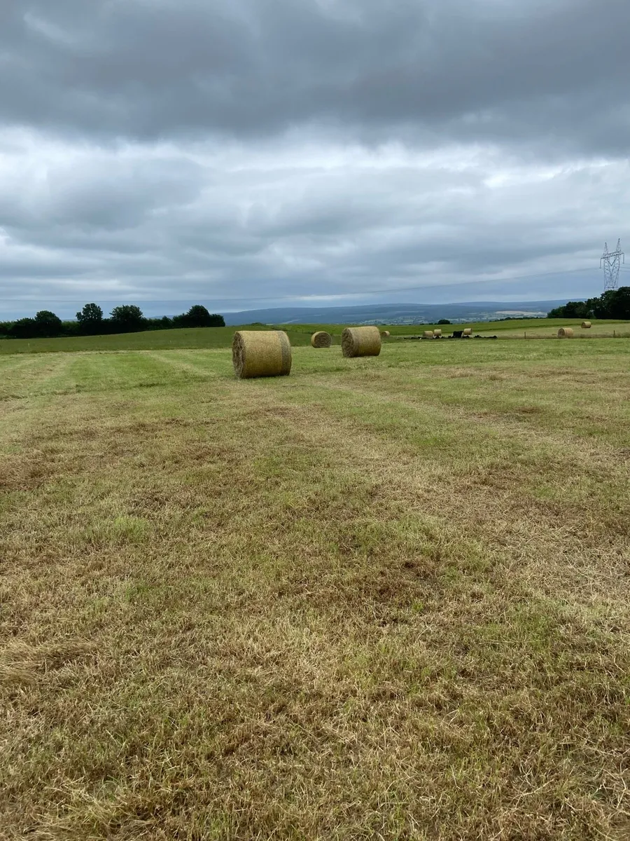 Hay - Image 3