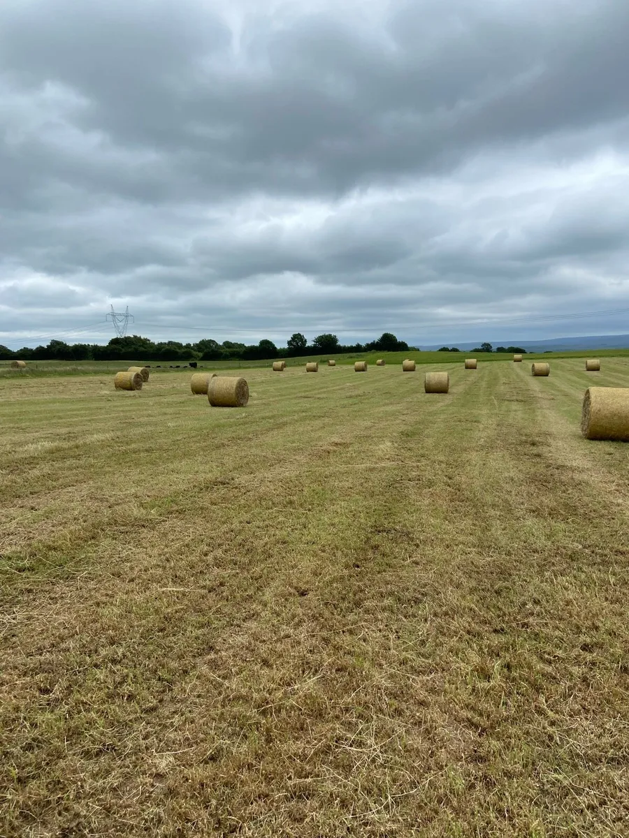 Hay - Image 4