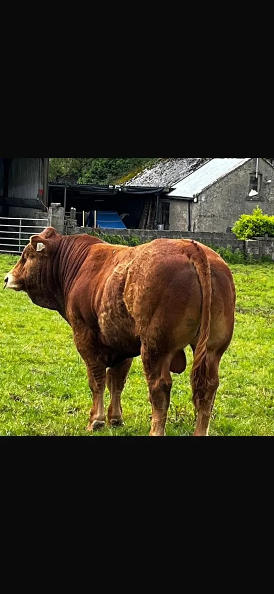 Pedigree Limousin Bull - Image 2