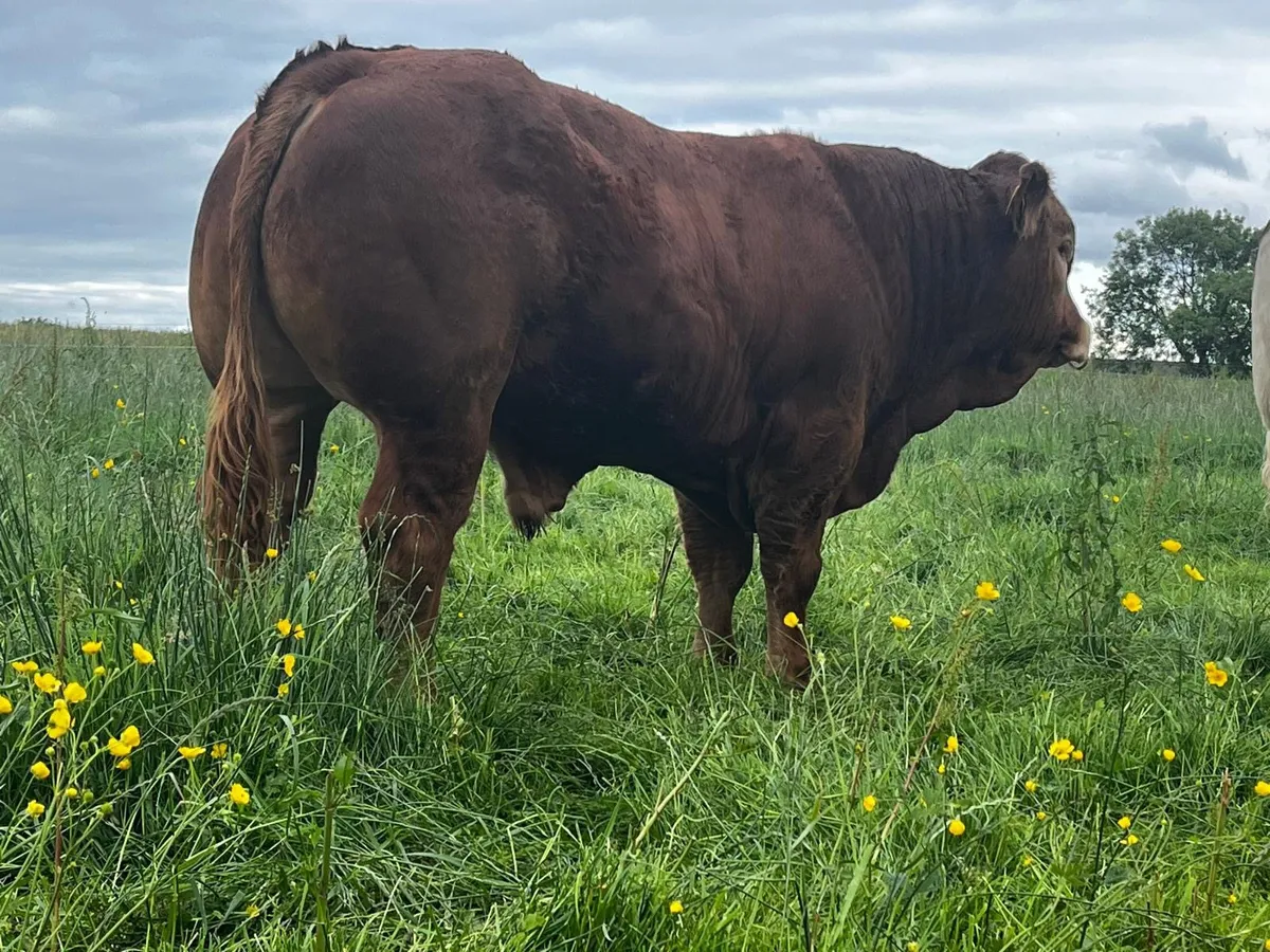 Pedigree Limousin Bull - Image 3
