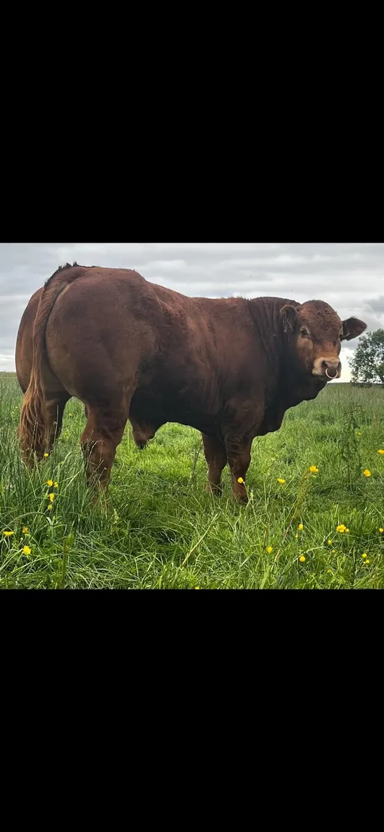 Pedigree Limousin Bull - Image 4