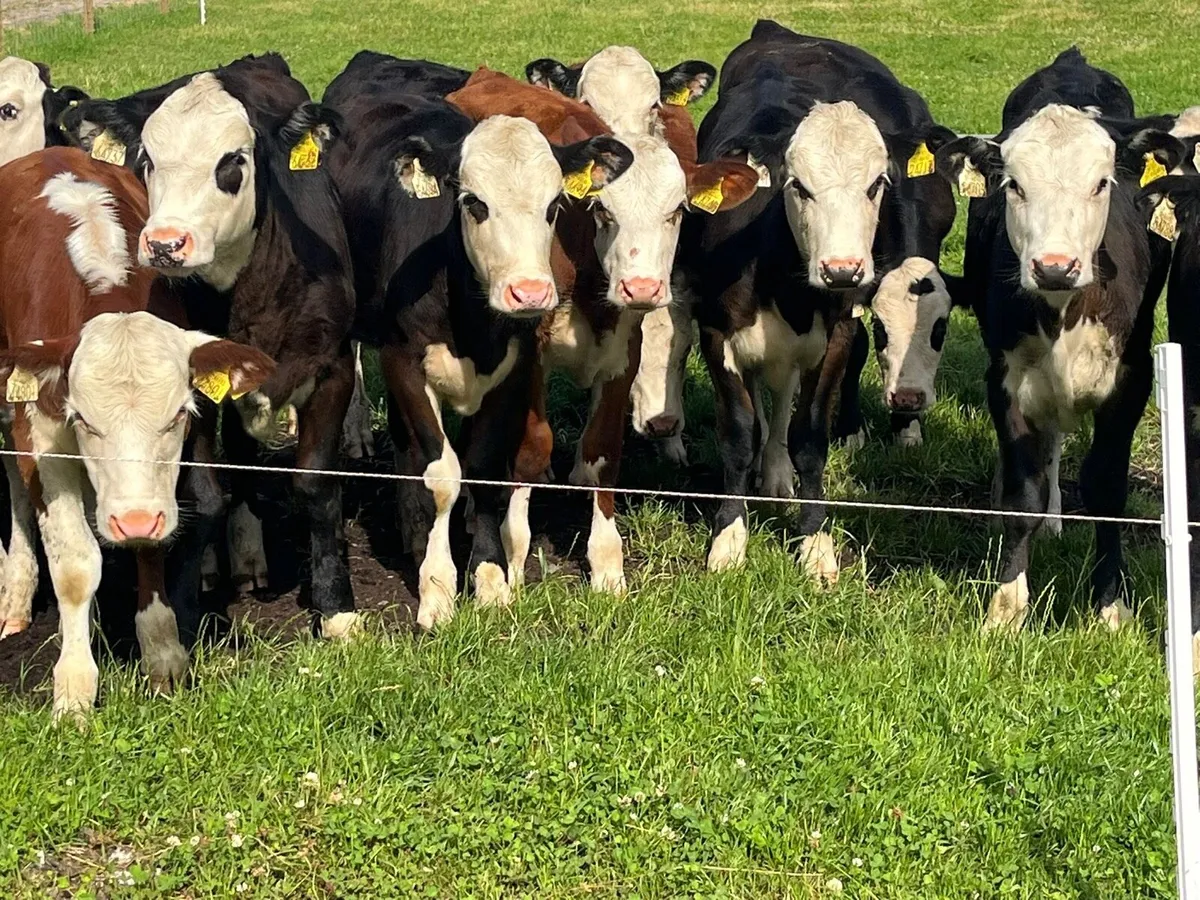 Heifer Weanling - Image 1